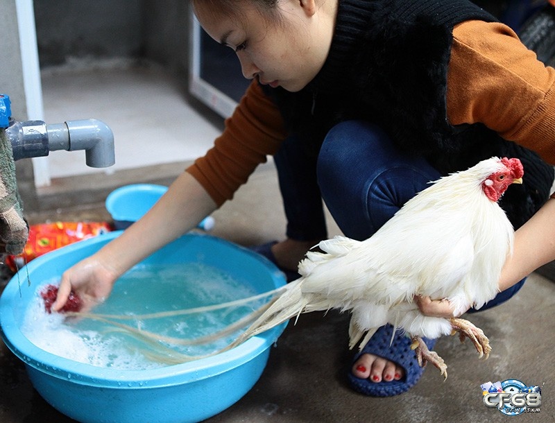 Tắm xà phòng cho gà đá giúp bảo vệ da lông của gà khỏi các loại ký sinh trùng