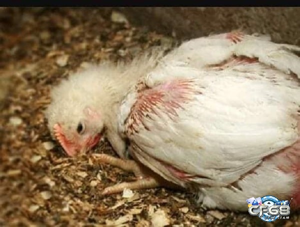 Bệnh thương hàn ở gà là một mối đe dọa nghiêm trọng đối với ngành chăn nuôi gia cầm