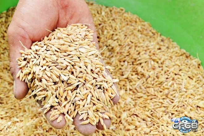 Lúa và thóc chính là nguồn thức ăn chính của gà đá