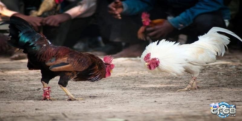 Đá gà Campuchia và đá gà thường có gì khác nhau?