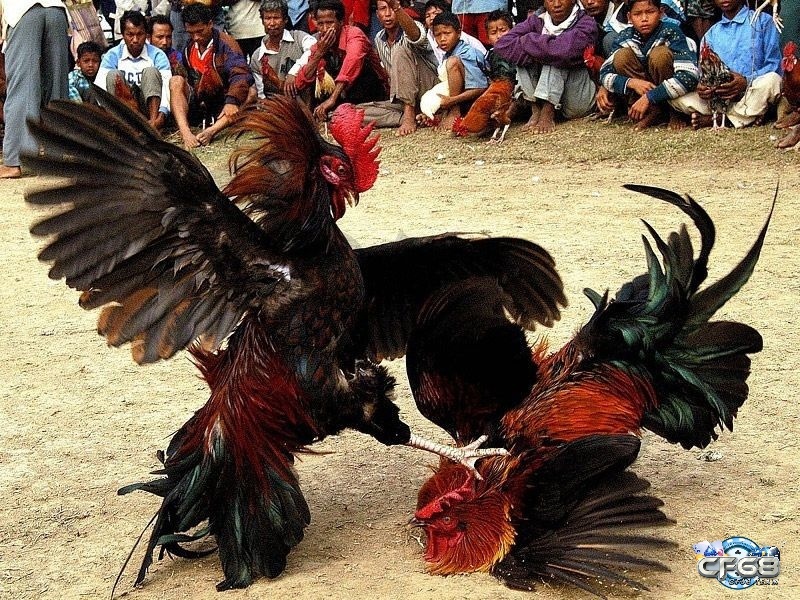 Đá gà miền Trung giới thiệu luật chơi, cẩm nang đá gà hiệu quả