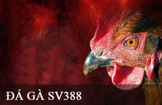 Đá gà SW388 - Nhà cái đá gà trực tuyến uy tín hàng đầu